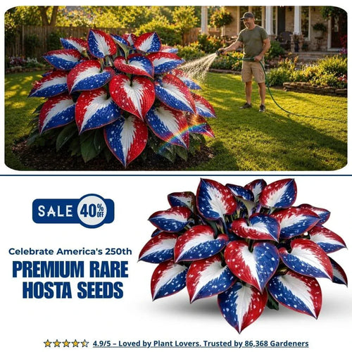 🎉Last Day Sale Off 49%🎉Celebrate America's 250th 🌱Premium Shade-Loving Hosta Seeds