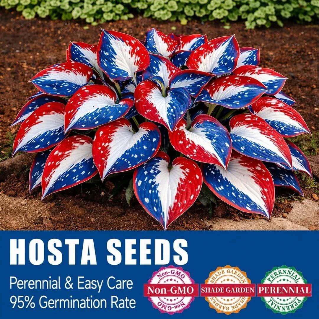 🎉Last Day Sale Off 49%🎉Celebrate America's 250th 🌱Premium Shade-Loving Hosta Seeds