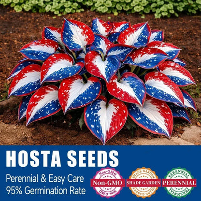 🎉Last Day Sale Off 49%🎉Celebrate America's 250th 🌱Premium Shade-Loving Hosta Seeds