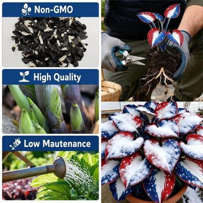 🎉Last Day Sale Off 49%🎉Celebrate America's 250th 🌱Premium Shade-Loving Hosta Seeds