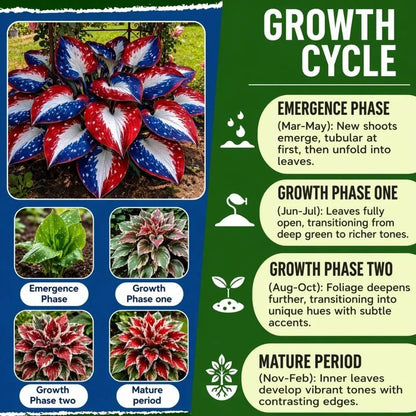 🎉Last Day Sale Off 49%🎉Celebrate America's 250th 🌱Premium Shade-Loving Hosta Seeds