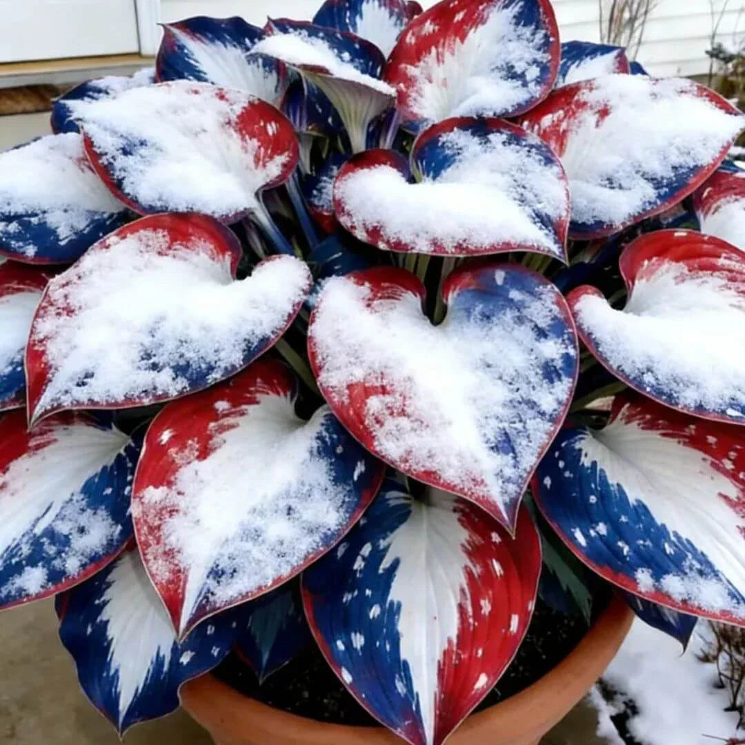 🎉Last Day Sale Off 49%🎉Celebrate America's 250th 🌱Premium Shade-Loving Hosta Seeds