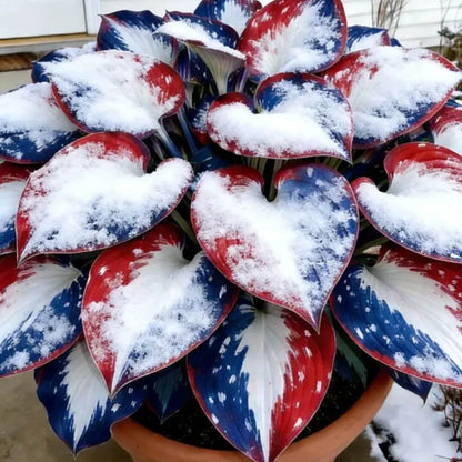 🎉Last Day Sale Off 49%🎉Celebrate America's 250th 🌱Premium Shade-Loving Hosta Seeds