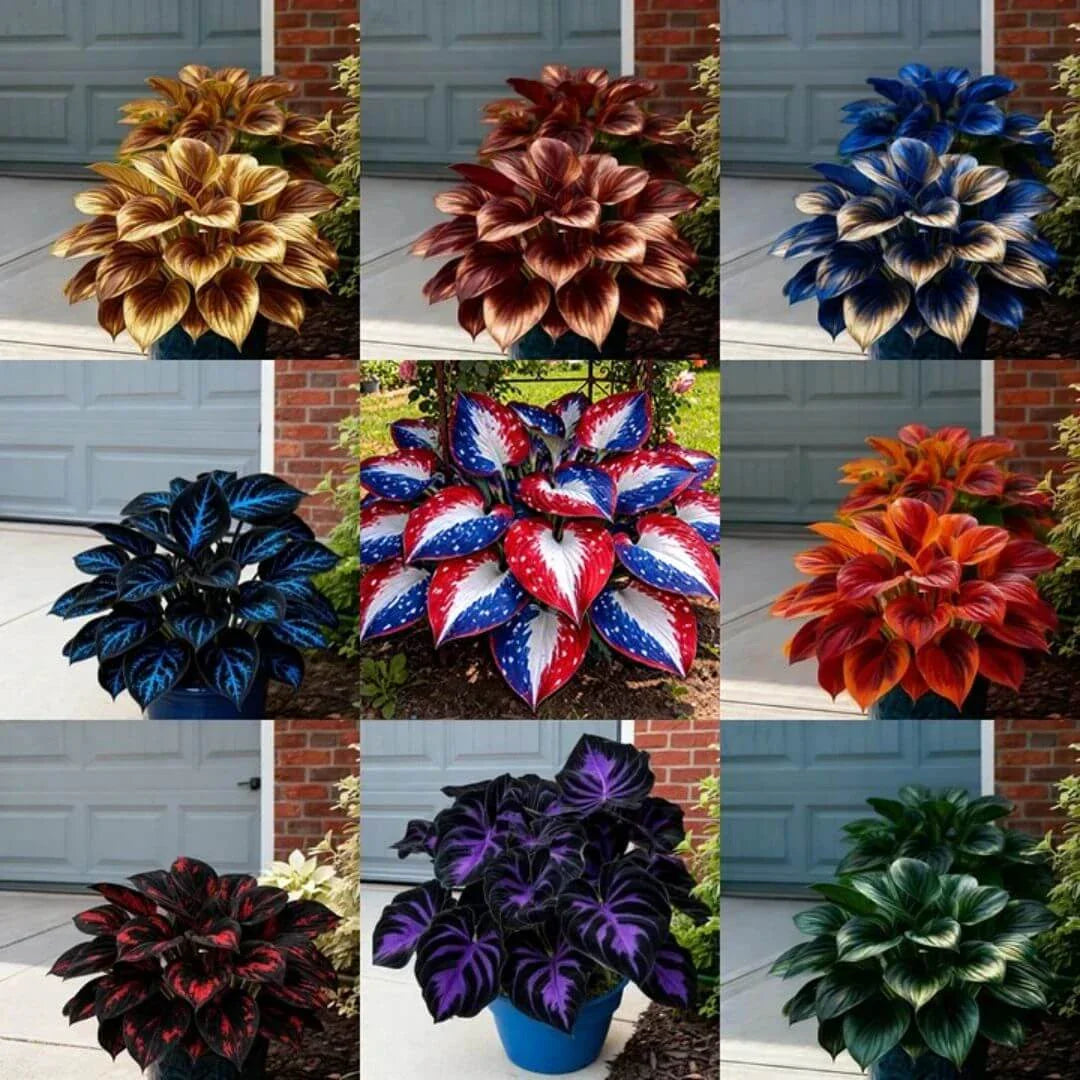 🎉Last Day Sale Off 49%🎉Celebrate America's 250th 🌱Premium Shade-Loving Hosta Seeds