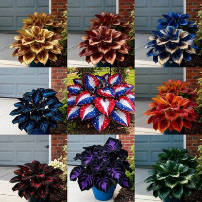 🎉Last Day Sale Off 49%🎉Celebrate America's 250th 🌱Premium Shade-Loving Hosta Seeds