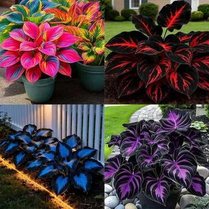 🎉Last Day Sale Off 49%🎉Celebrate America's 250th 🌱Premium Shade-Loving Hosta Seeds