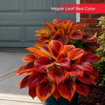 🎉Last Day Sale Off 49%🎉Celebrate America's 250th 🌱Premium Shade-Loving Hosta Seeds