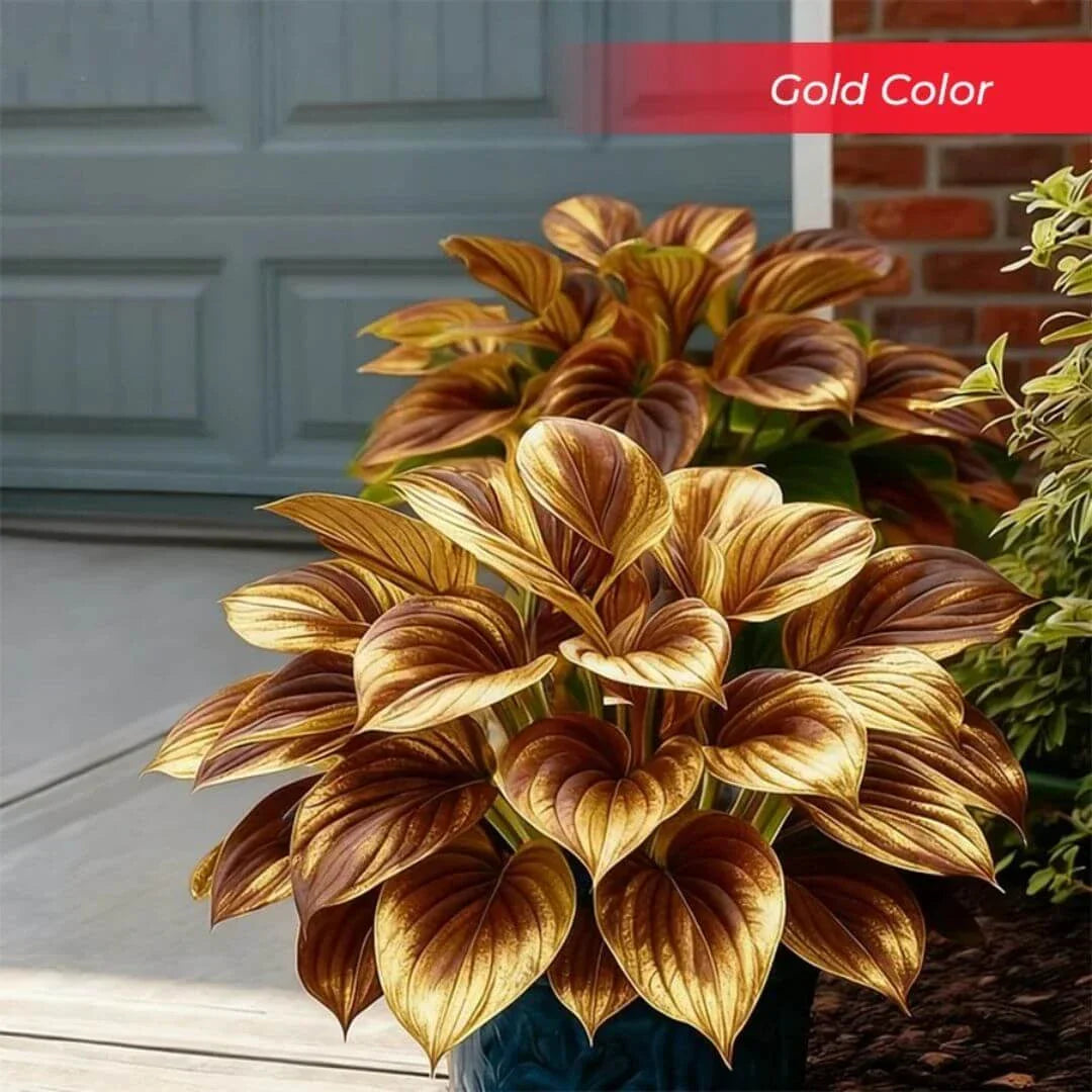 🎉Last Day Sale Off 49%🎉Celebrate America's 250th 🌱Premium Shade-Loving Hosta Seeds