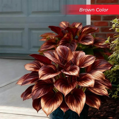 🎉Last Day Sale Off 49%🎉Celebrate America's 250th 🌱Premium Shade-Loving Hosta Seeds