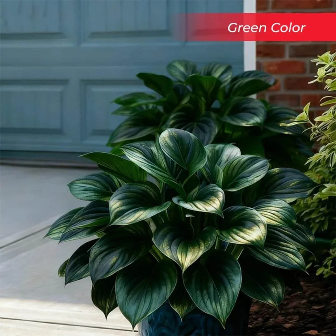 🎉Last Day Sale Off 49%🎉Celebrate America's 250th 🌱Premium Shade-Loving Hosta Seeds