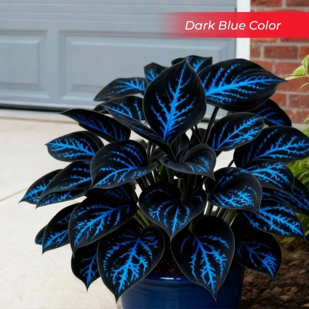 🎉Last Day Sale Off 49%🎉Celebrate America's 250th 🌱Premium Shade-Loving Hosta Seeds