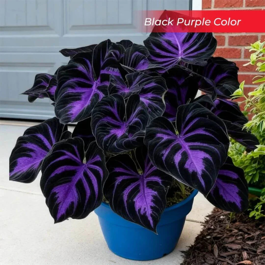 🎉Last Day Sale Off 49%🎉Celebrate America's 250th 🌱Premium Shade-Loving Hosta Seeds