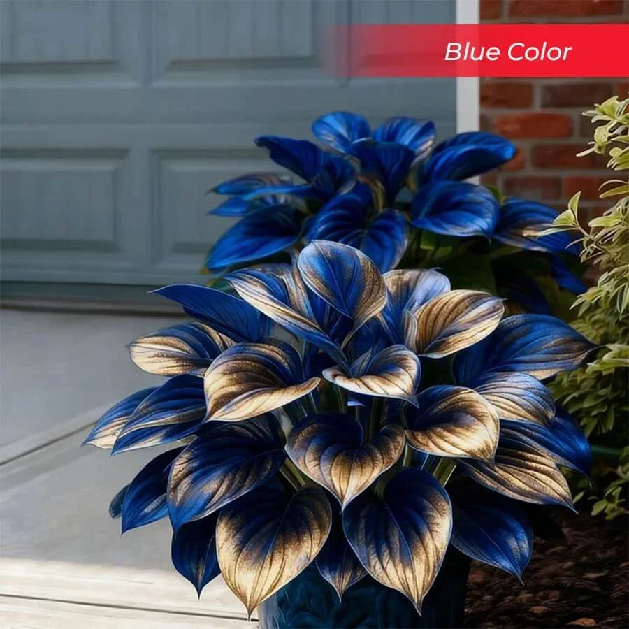 🎉Last Day Sale Off 49%🎉Celebrate America's 250th 🌱Premium Shade-Loving Hosta Seeds
