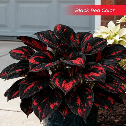 🎉Last Day Sale Off 49%🎉Celebrate America's 250th 🌱Premium Shade-Loving Hosta Seeds