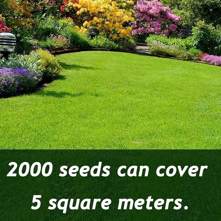 🌱 2026 Four Seasons Evergreen Grass Seed | Durable, Vibrant Green All Year