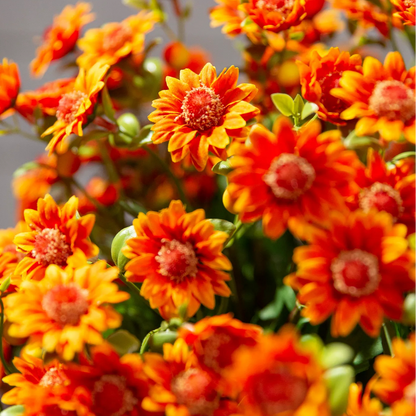 💥Last Day 70% OFF—🌼Welcome autumn- Artificial Outdoor Sunset Mums Flowers - UV resistant, Waterproof, Windproof