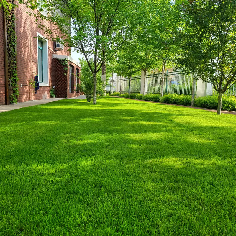 🌱 2026 Four Seasons Evergreen Grass Seed | Durable, Vibrant Green All Year