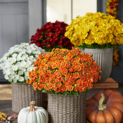 💥Last Day 70% OFF—🌼Welcome autumn- Artificial Outdoor Sunset Mums Flowers - UV resistant, Waterproof, Windproof