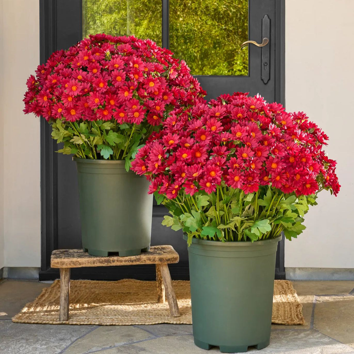 💥Last Day 70% OFF—🌼Welcome autumn- Artificial Outdoor Sunset Mums Flowers - UV resistant, Waterproof, Windproof