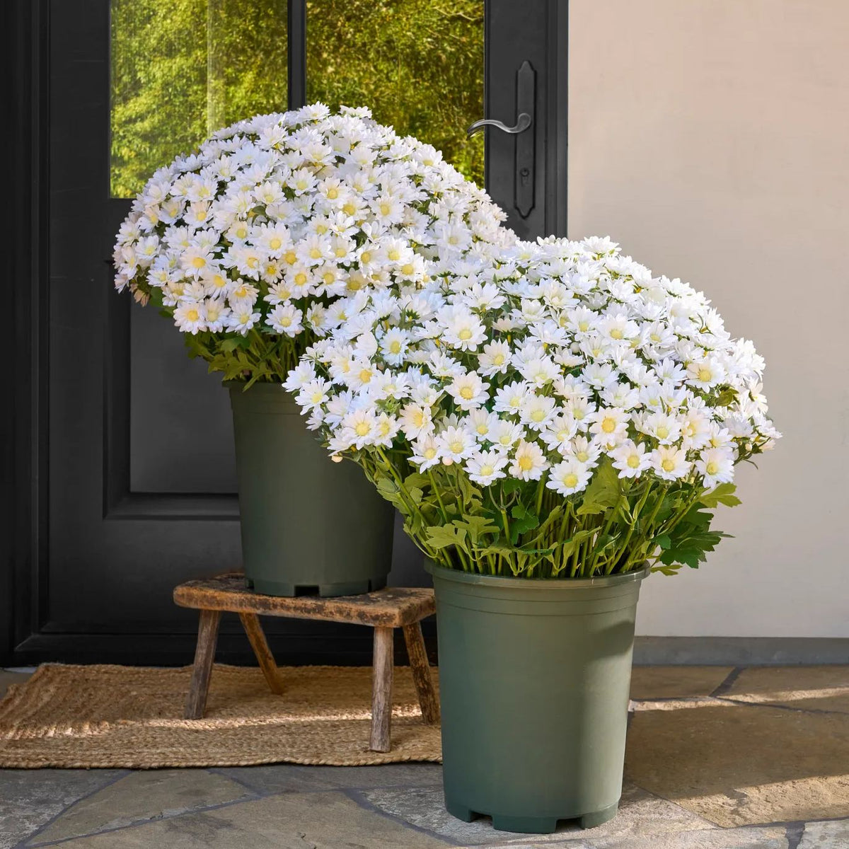 💥Last Day 70% OFF—🌼Welcome autumn- Artificial Outdoor Sunset Mums Flowers - UV resistant, Waterproof, Windproof