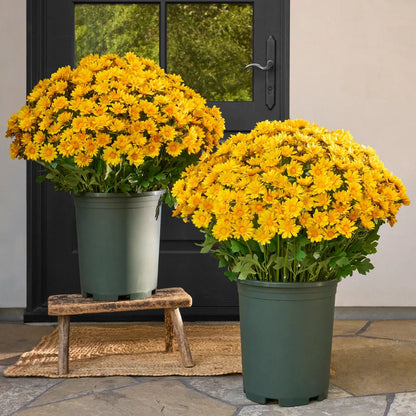 💥Last Day 70% OFF—🌼Welcome autumn- Artificial Outdoor Sunset Mums Flowers - UV resistant, Waterproof, Windproof